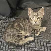 Thumbnail photo of Branzino #4