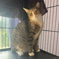 Thumbnail photo of Rhea #2