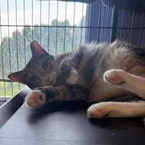 Thumbnail photo of Rhea #3