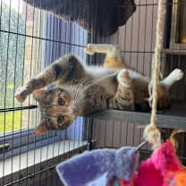 Thumbnail photo of Rhea #4