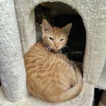 Thumbnail photo of Butterscotch #3