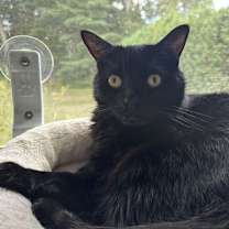 Thumbnail photo of Malkia #1