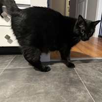 Thumbnail photo of Malkia #2