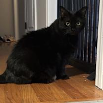 Thumbnail photo of Malkia #3