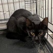 Thumbnail photo of Cera #2