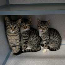 Thumbnail photo of Netflix - yellow #2