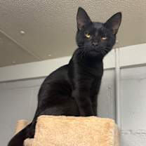 Thumbnail photo of Spike #2