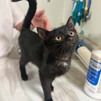 Thumbnail photo of Posie #1