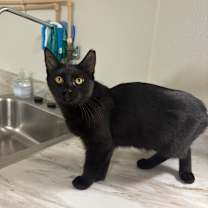 Thumbnail photo of Cera #3