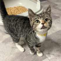 Thumbnail photo of Netflix - yellow #3