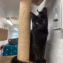 Thumbnail photo of Cera #4