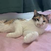 Thumbnail photo of Strawberry Callowhill #2