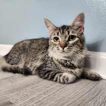 Thumbnail photo of Keppra #1