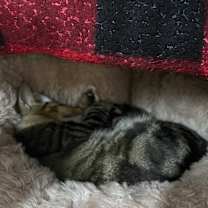 Thumbnail photo of Ground Beef (Critter Barn) #4