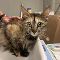 Thumbnail photo of Mustang Salley #2