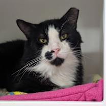 Thumbnail photo of Moose #1