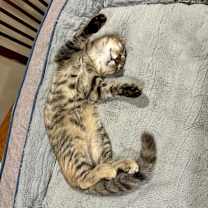 Thumbnail photo of Moe #3