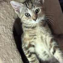 Thumbnail photo of Moe #4