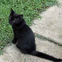 Thumbnail photo of Don’t have a name just called kitty #1