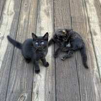 Thumbnail photo of Don’t have a name just called kitty #2