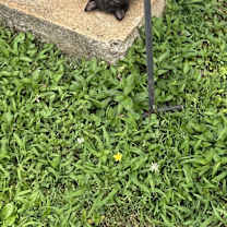 Thumbnail photo of Don’t have a name just called kitty #3