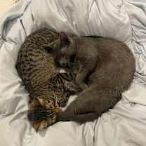 Thumbnail photo of Ellie and Gracie #3