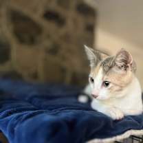 Thumbnail photo of Pippa #4