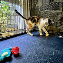 Thumbnail photo of Sybil #4
