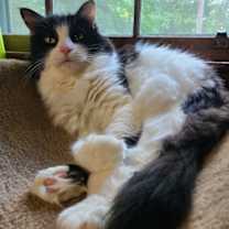 Thumbnail photo of Moufie #1