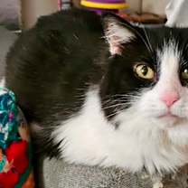 Thumbnail photo of Moufie #3