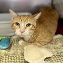 Thumbnail photo of Tomato #2