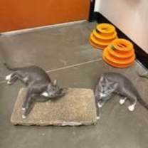 Thumbnail photo of MITZY #2