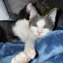 Thumbnail photo of Bellini #3