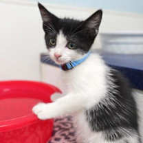 Thumbnail photo of Plankton #2