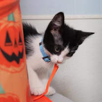 Thumbnail photo of Plankton #3