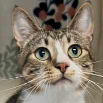 Thumbnail photo of Timbo #1