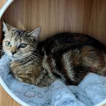 Thumbnail photo of Rainbow #1