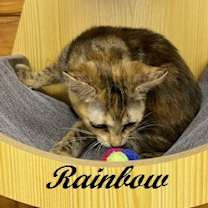 Thumbnail photo of Rainbow #2