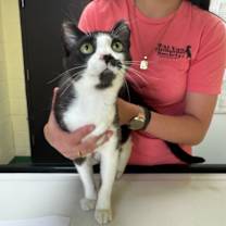 adopt-pet