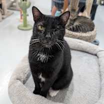 Thumbnail photo of Ike #4