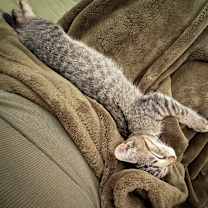 Thumbnail photo of Kit Kat #3