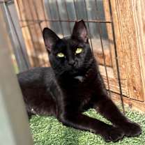 Thumbnail photo of Mother Boo #1