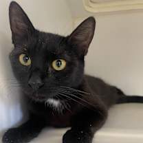 Thumbnail photo of Mother Boo #3