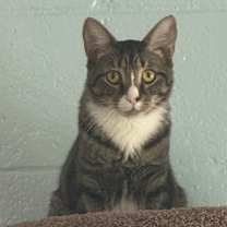 Thumbnail photo of Ortan #2