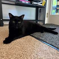 Thumbnail photo of Cody #1