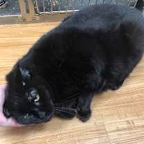 Thumbnail photo of Cody #3