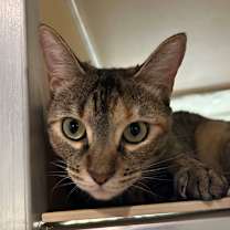 Thumbnail photo of Mochi #1