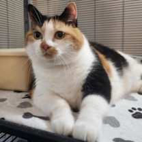 Thumbnail photo of Polly #1