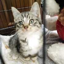 Thumbnail photo of KitKat #2