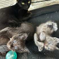 Thumbnail photo of Flossie #2